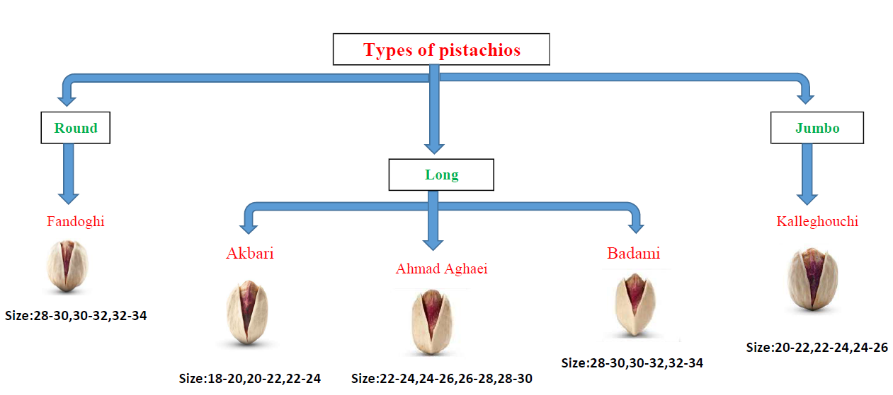 Pistachio exporter in Iran, Pistachio supplier in Iran, Pistachio Company in Iran, Pistachio producer in Iran, exporter of pistachio in Iran